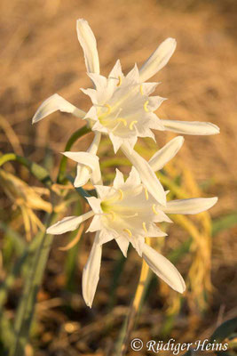 Dünen-Trichternarzisse (Pancratium maritimum), 11.10.2025 - Zoom 18-150mm f/3.5-6.3