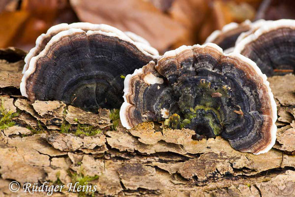 Trametes versicolor (Schmetterlingstramete), 3.3.2012