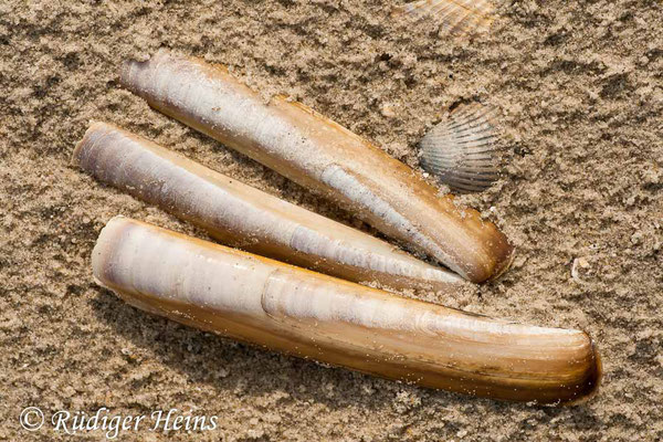 Ensis sp. (Schwertmuschel), 13.4.2009