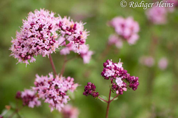 Origanum vulgare (Echter Dost), 18.7.2015