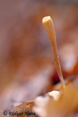 Macrotyphula fistulosa (Röhrige Keule), 11.12.2016