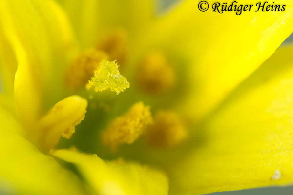 Gagea lutea (Wald-Gelbstern), 7.3.2020