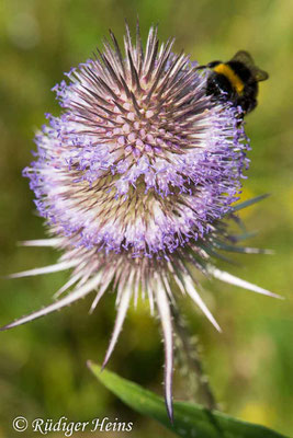 Dipsacus fullonum (Wilde Karde), 23.7.2021