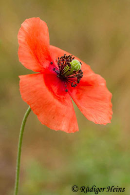 Papaver dubium, Saat-Mohn