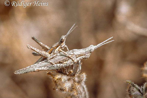 Pyrgomorpha conica Paarung