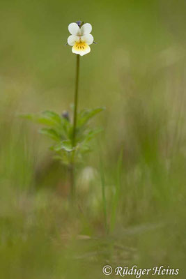 Viola arvensis (Acker-Stiefmütterchen), 7.5.2023