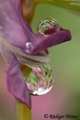 Corydalis solida (Gefingerter Lerchensporn), 11.4.2021