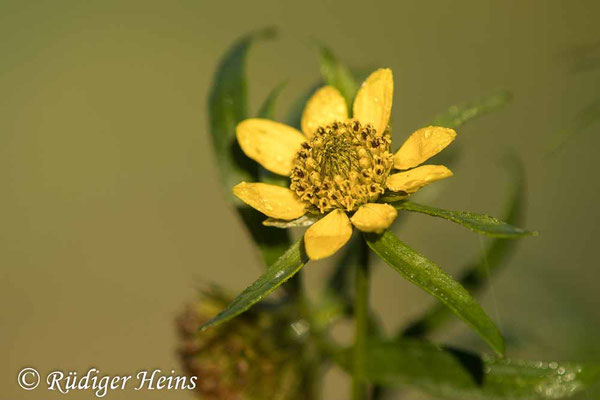 Bidens cernua (Nickender Zweizahn)
