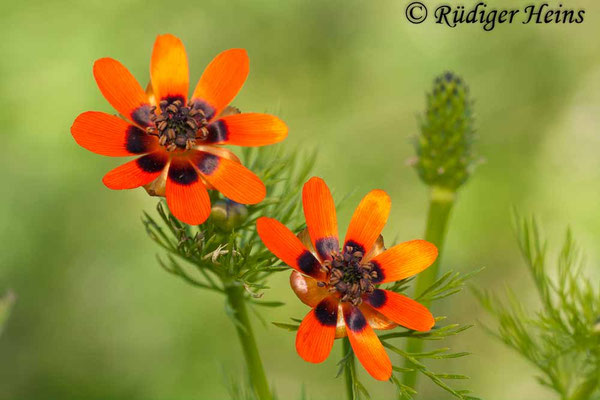 Adonis aestivalis (Sommer-Adonisröschen)