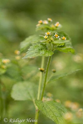 Galinsoga parviflora (Kleinblütiges Franzosenkraut)
