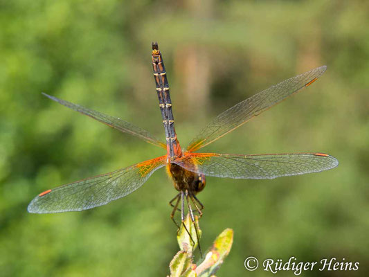 Sympetrum flaveolum (Gefleckte Heidelibelle) Männchen, 7.8.2018