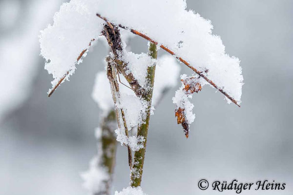 Männchen der Gemeinen Winterlibelle mit einem "Dach" aus Schnee