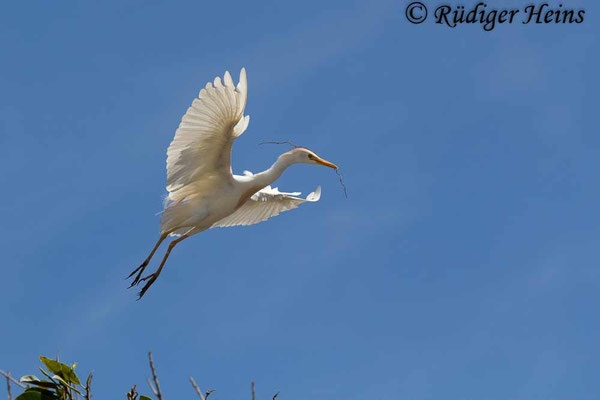 Bubulcus ibis (Kuhreiher), 20.1.2019