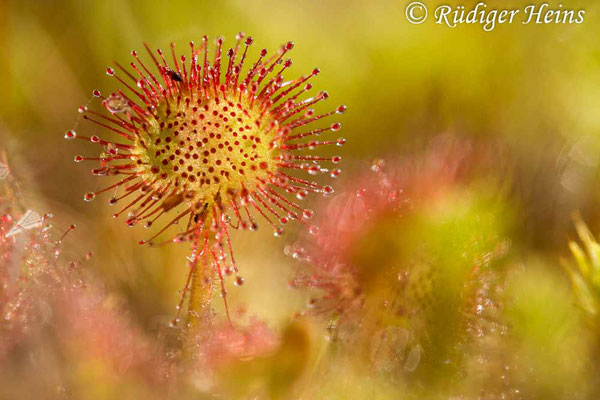 Drosera rotundifolia (Rundblättriger Sonnentau), 26.5.2023