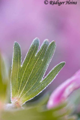 Corydalis solida (Gefingerter Lerchensporn), 25.4.2021