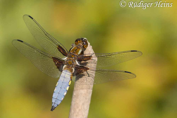 Libellula depressa, Plattbauch, Männchen