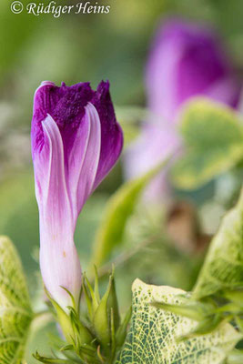 Ipomoea purpurea (Purpur-Prunkwinde), 25.6.2021
