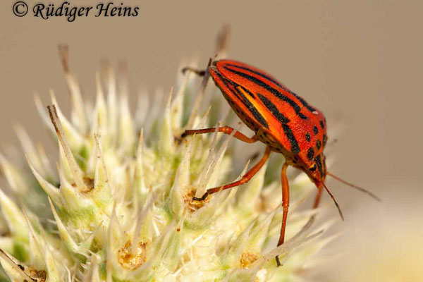 Graphosoma semipunctatum (Fleckige Streifenwanze), 10.7.2011