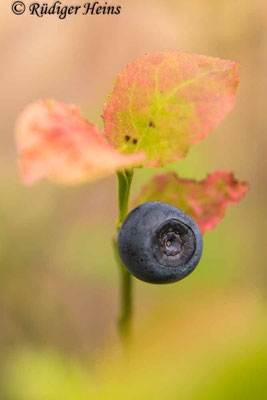 Vaccinium myrtillus (Heidelbeere), 3.11.2022