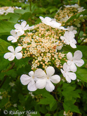 Viburnum opulus (Gemeiner Schneeball), 9.6.2010