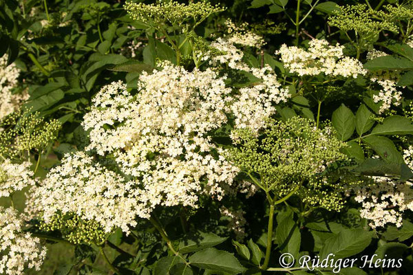 Sambucus nigra (Schwarzer Holunder), 15.6.2013