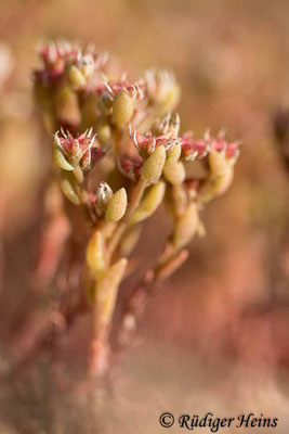 Sedum album (Weiße Fetthenne), 19.6.2022