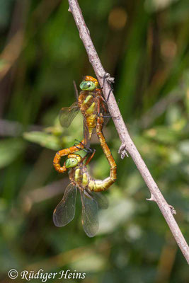 Isoaeschna isoceles, Keilfleck-Mosaikjungfer, Paarung