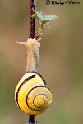 Cepaea nemoralis (Hain-Bänderschnecke), 25.9.2011