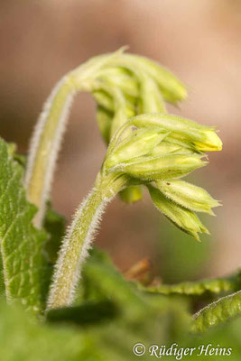 Primula elatior (Hohe Schlüsselblume), 25.3.2012