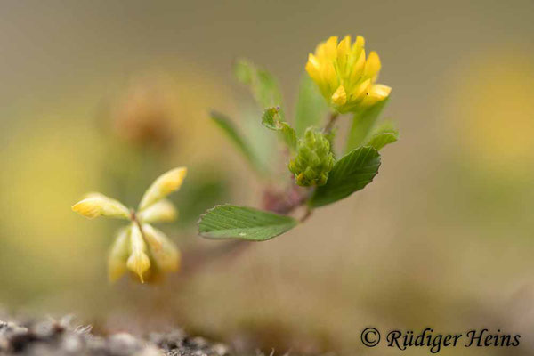 Kleiner Klee (Trifolium dubium), 7.6.2025 - Makroobjektiv 100mm f/2.8