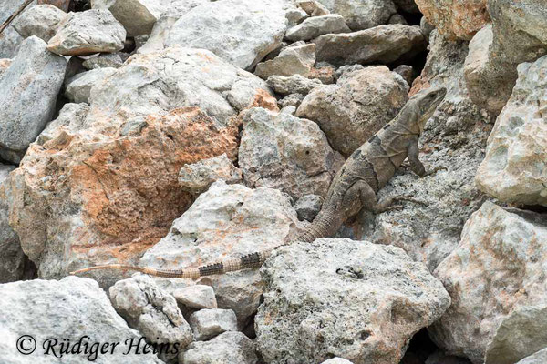 Ctenosaura similis (Gemeiner Schwarzleguan), 28.11.2023