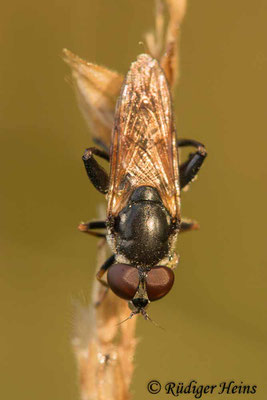 Tropidia scita (Keulen-Grashalmschwebfliege), 3.7.2020