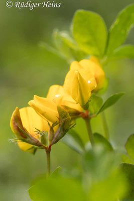 Lotus corniculatus (Gewöhnlicher Hornklee)