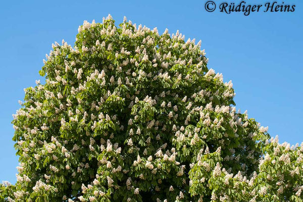 Aesculus hippocastanum (Gewöhnliche Rosskastanie), 11.5.2025