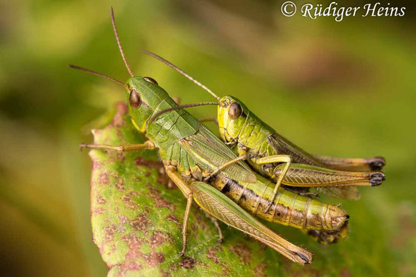 Pseudochorthippus parallelus (Gemeiner Grashüpfer) Paarung, 20.8.2021