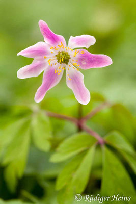 Anemone nemorosa (Buschwindröschen)
