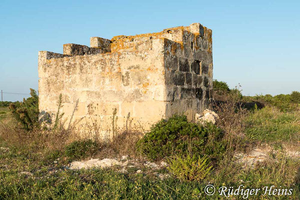 Tarentola mauretanica (Mauergecko) Habitat, 25.9.2019