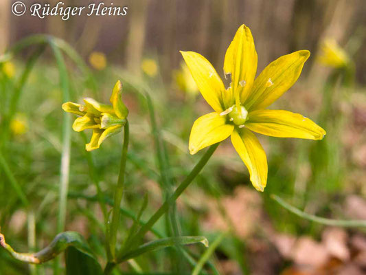 Gagea spathacea (Scheiden-Gelbstern), 30.3.2014