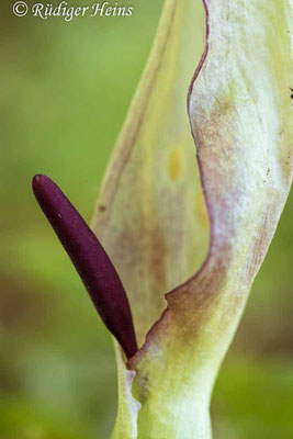 Arum maculatum (Gefleckter Aronstab), 25.5.2021