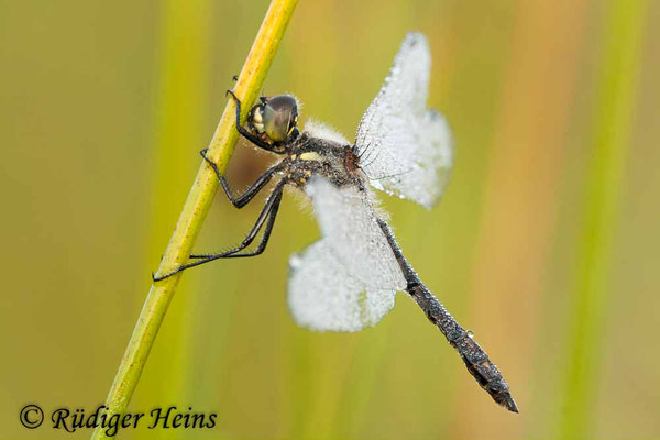 Sympetrum danae (Schwarze Heidelibelle) Männchen, 26.7.2009