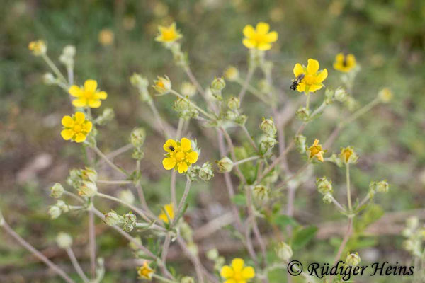 Potentilla argentea (Silber-Fingerkraut)