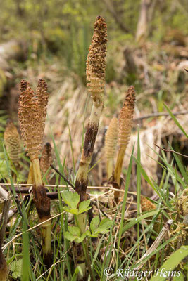 Equisetum telmateia (Riesen-Schachtelhalm), 30.4.2022