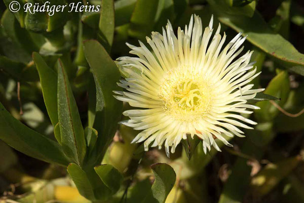 Carpobrotus edulis (Essbare Mittagsblume), 15.5.2022