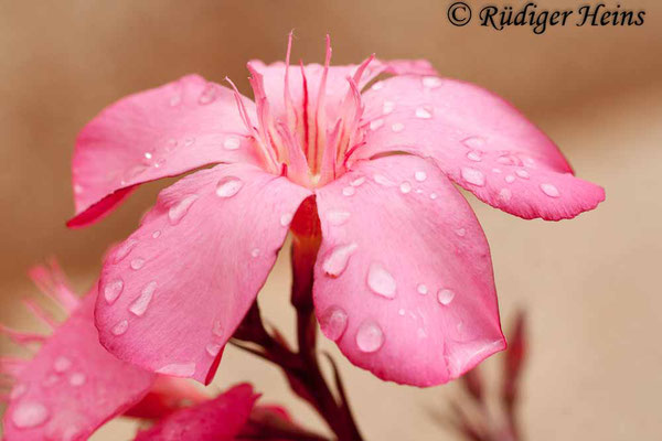 Nerium oleander (Oleander), 27.6.2010