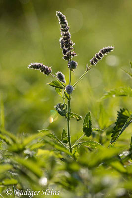 Mentha longifolia (Rossminze), 1.8.2024