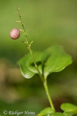 Maianthemum bifolium (Zweiblättrige Schattenblume), 25.8.2021