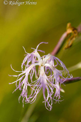 Dianthus superbus (Prachtnelke), 28.8.2014