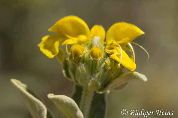 Phlomis fruticosa (Strauchiges Brandkraut), 23.5.2024