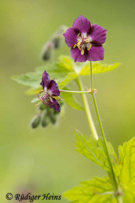 Geranium phaeum (Brauner Storchschnabel), 21.4.2024