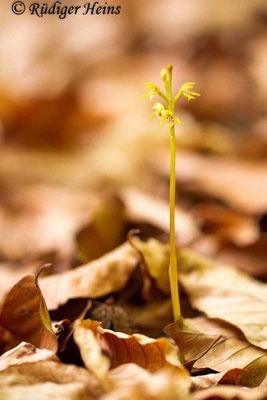 Corallorhiza trifida (Korallenwurz), 2.5.2015